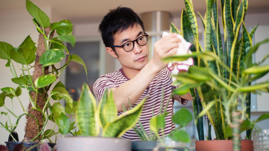 indoor plants