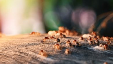 termites Inspections Brisbane