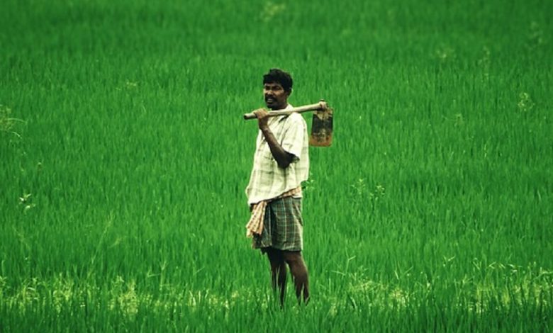 Different Categories of Crops In India You Need To Know