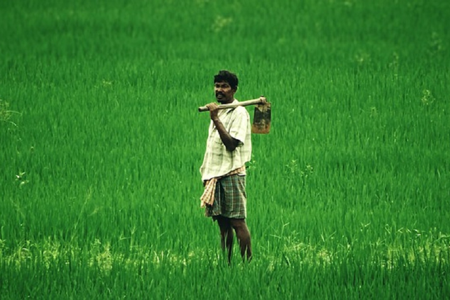 Different Categories of Crops In India You Need To Know