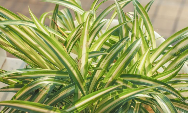 Types of Spider Plants