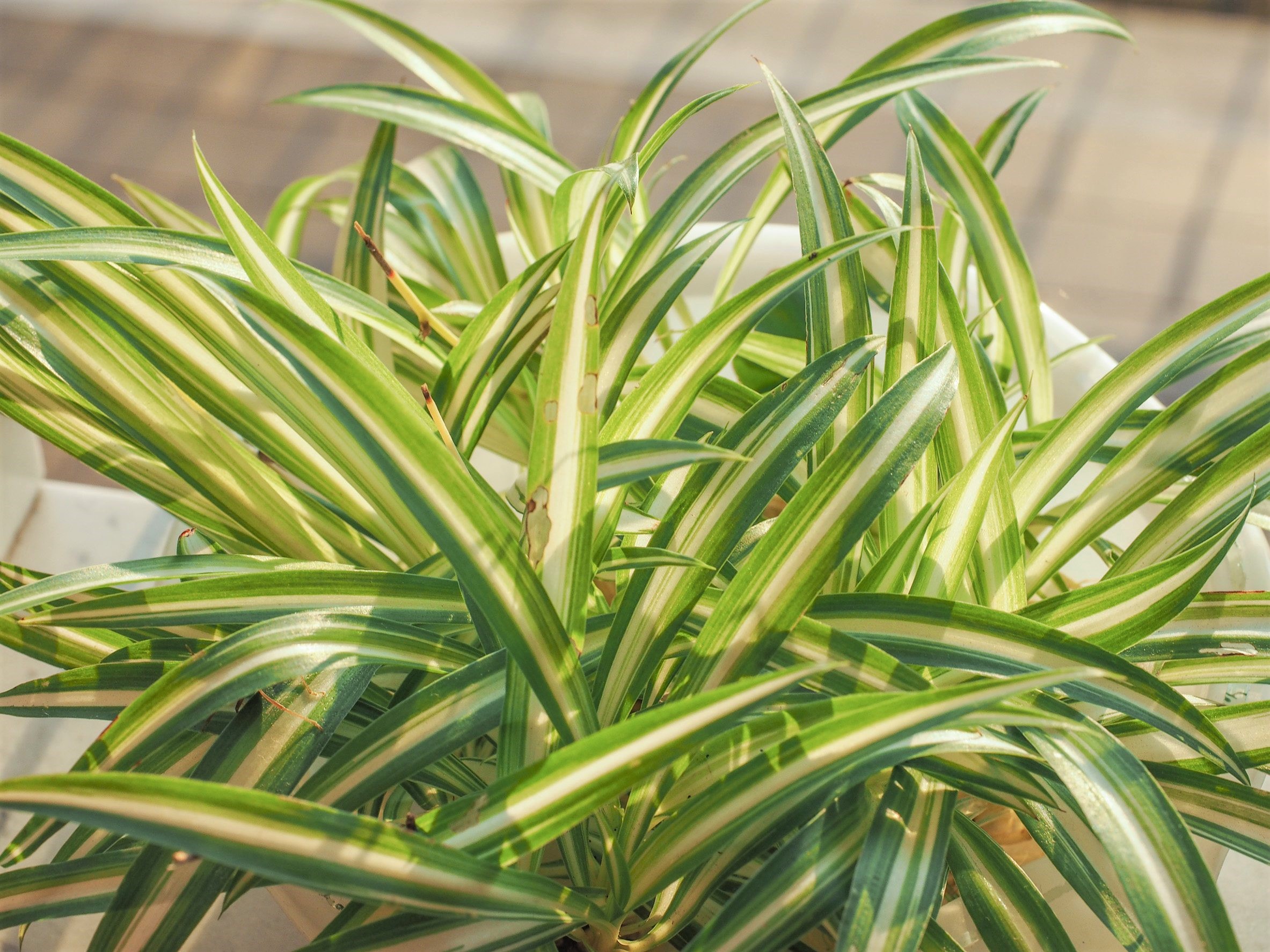 Types of Spider Plants