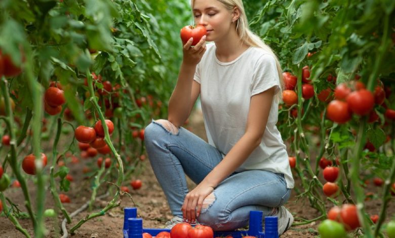 Maintain Tomatoes