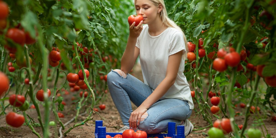 Maintain Tomatoes