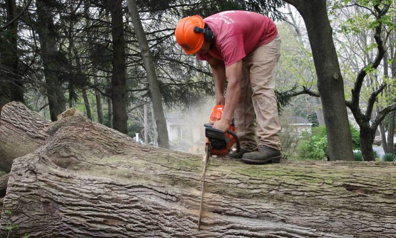 Tree Removal