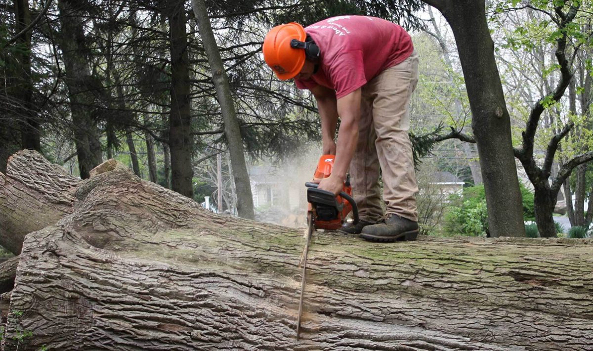 Tree Removal